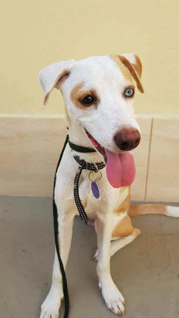 Cachorro ra a SRD idade 1 ano nome Luca