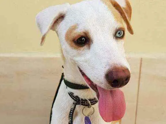 Cachorro ra a SRD idade 1 ano nome Luca