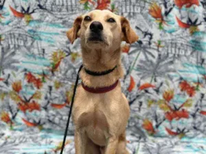 Cachorro raça SRD idade 2 anos nome Levinho