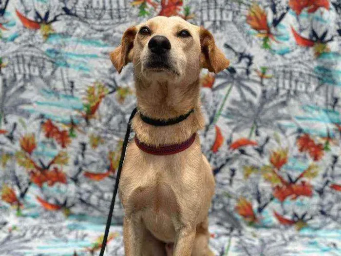 Cachorro ra a SRD idade 2 anos nome Levinho