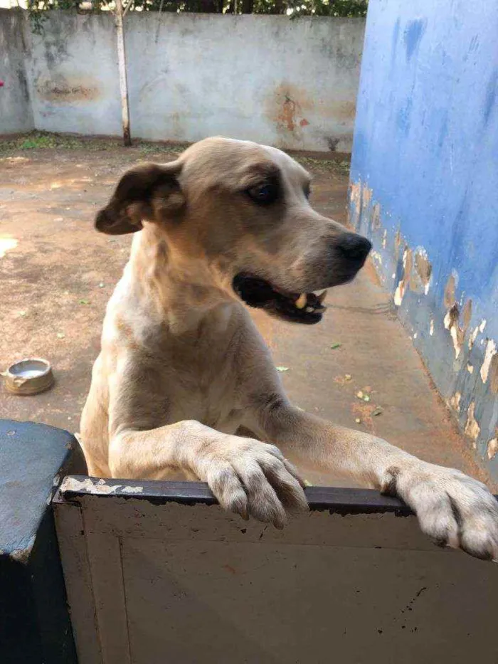 Cachorro raça Não Definida idade 6 ou mais anos nome Bidu