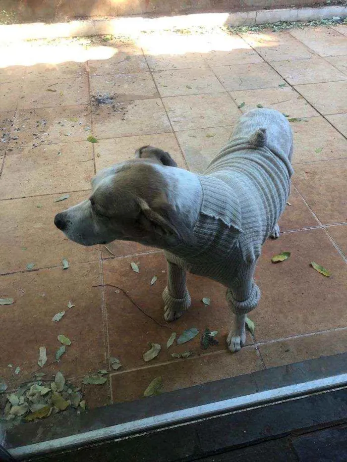 Cachorro raça Não Definida idade 6 ou mais anos nome Bidu