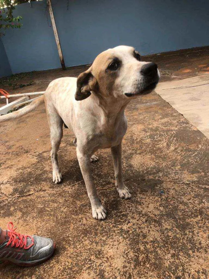Cachorro raça Não Definida idade 6 ou mais anos nome Bidu