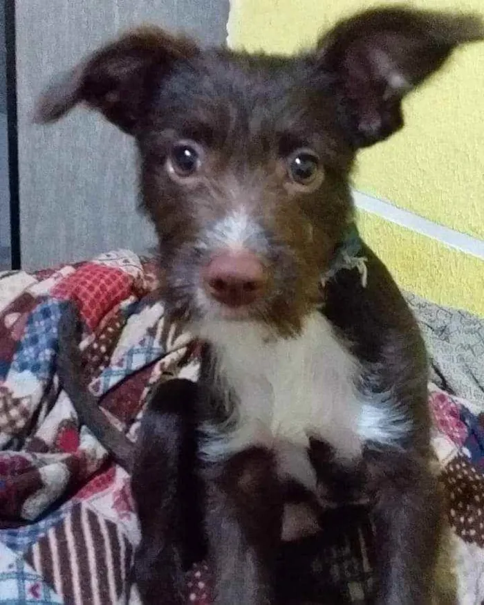 Cachorro raça Vira lata idade 1 ano nome Snoop