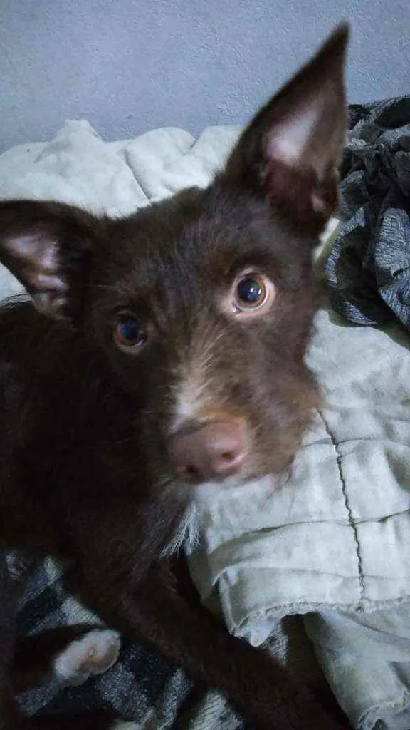 Cachorro raça Vira lata idade 1 ano nome Snoop