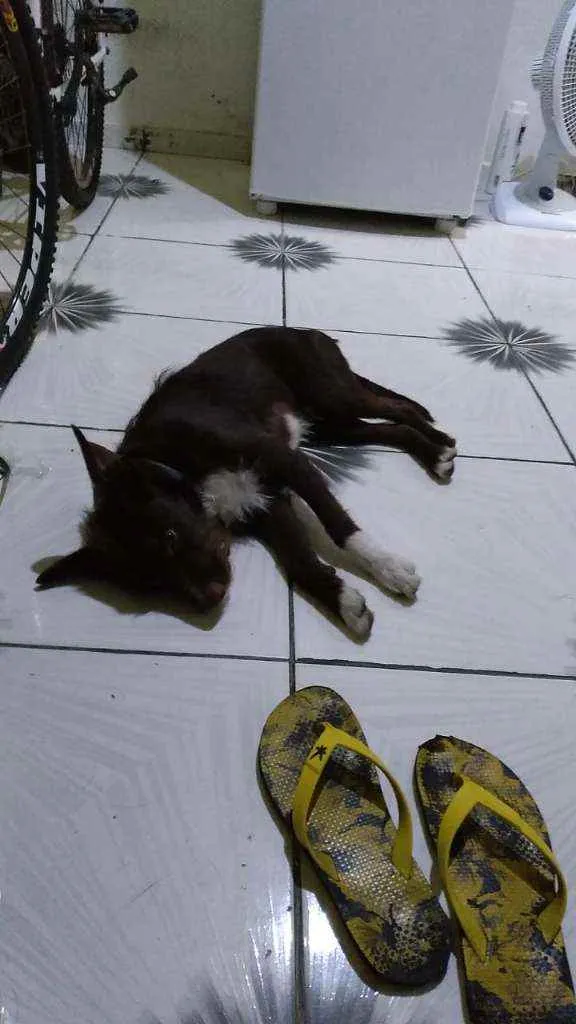 Cachorro raça Vira lata idade 1 ano nome Snoop