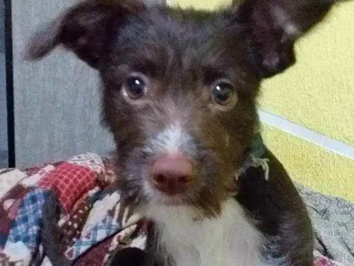 Cachorro raça Vira lata idade 1 ano nome Snoop