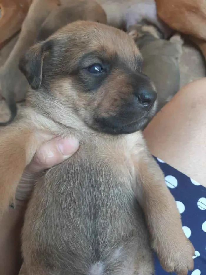 Cachorro raça Fila idade Abaixo de 2 meses nome Não tem