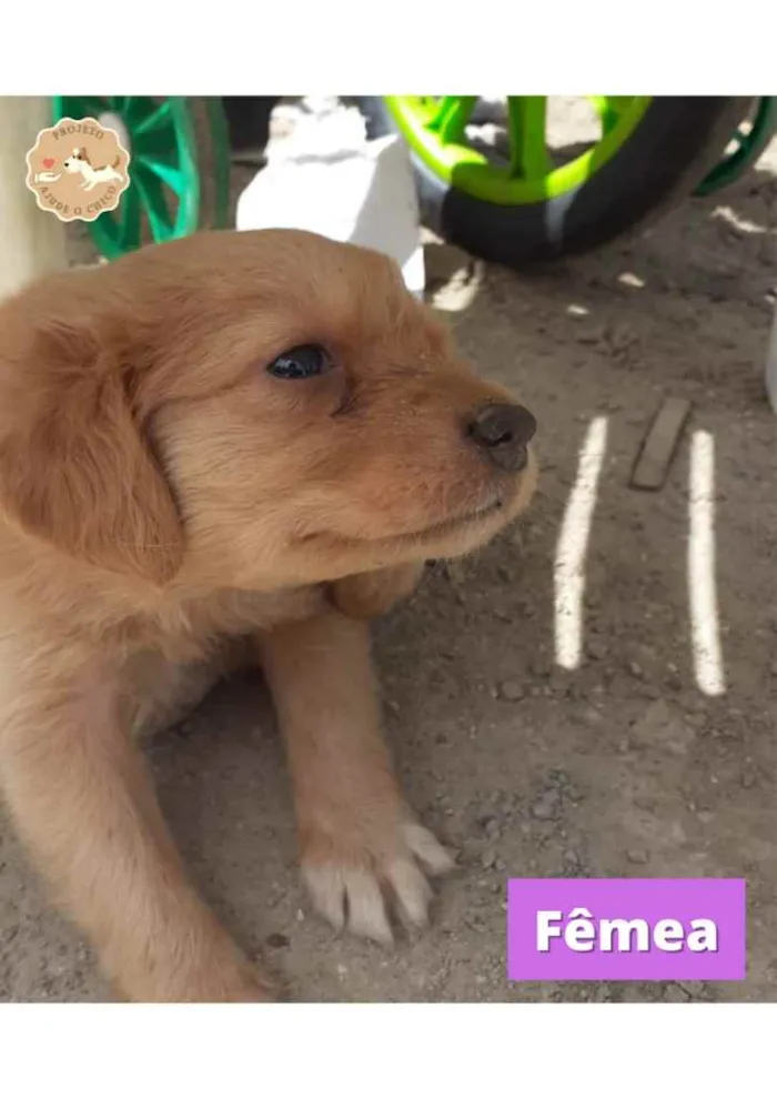 Cachorro ra a SRD idade Abaixo de 2 meses nome Ariel