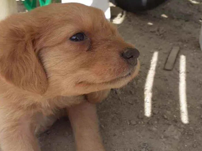 Cachorro ra a SRD idade Abaixo de 2 meses nome Ariel