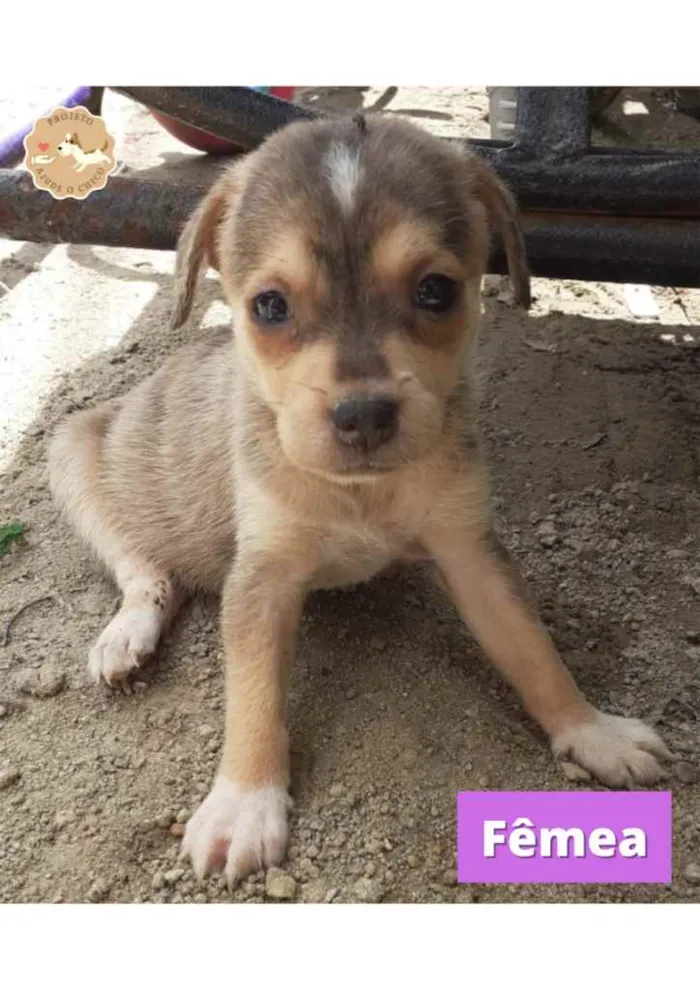 Cachorro ra a SRD idade Abaixo de 2 meses nome Jasmine