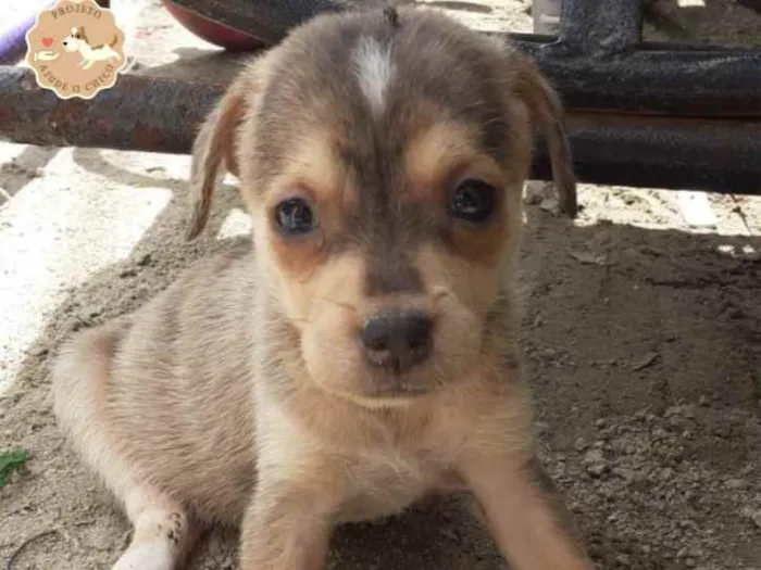 Cachorro ra a SRD idade Abaixo de 2 meses nome Jasmine