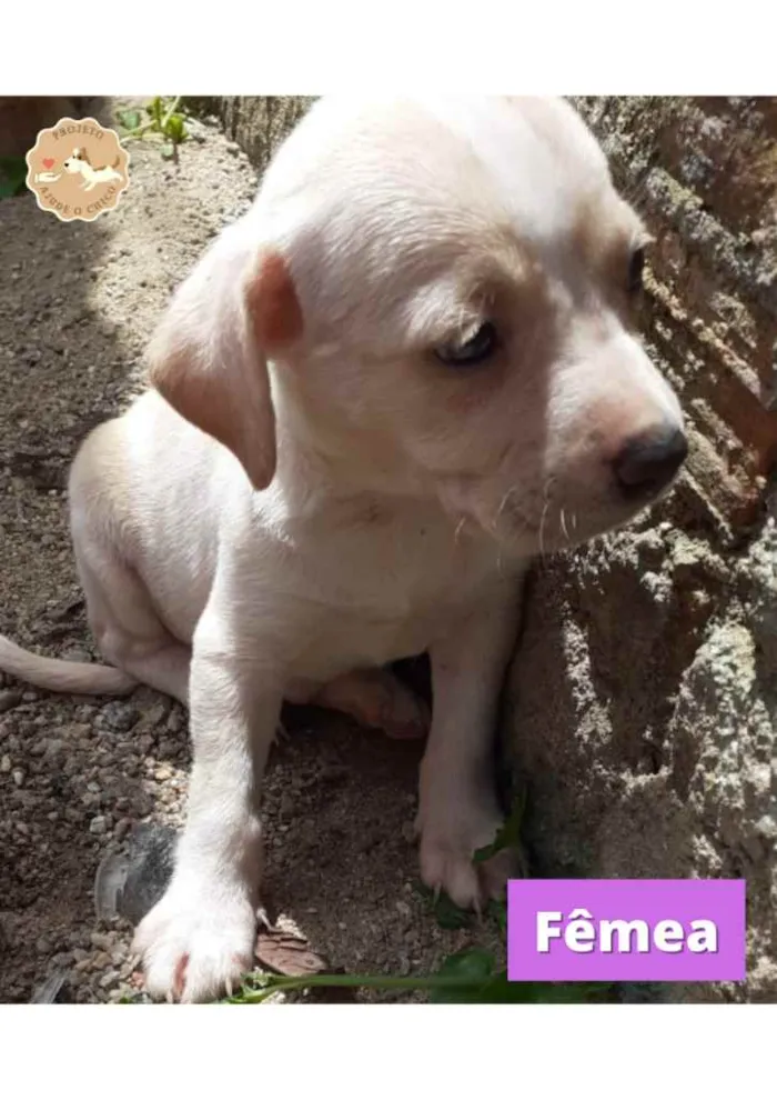 Cachorro ra a SRD idade Abaixo de 2 meses nome Aurora