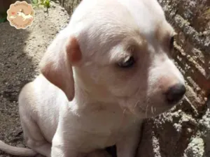 Cachorro raça SRD idade Abaixo de 2 meses nome Aurora