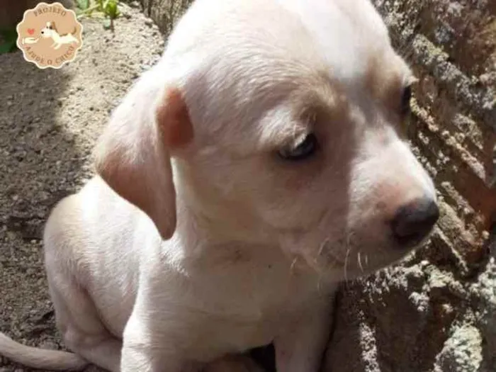 Cachorro ra a SRD idade Abaixo de 2 meses nome Aurora