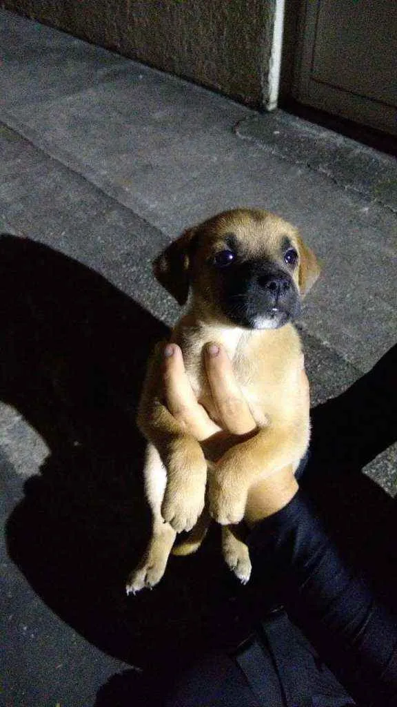 Cachorro ra a Sem raça definida|Pitbull+Husk idade Abaixo de 2 meses nome A critério do dono