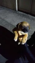A critério do dono