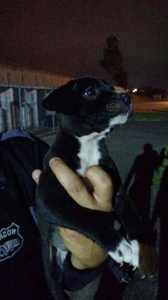 Cachorro ra a Sem raça definida|Pitbull+Husk idade Abaixo de 2 meses nome A critério do dono