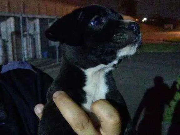 Cachorro ra a Sem raça definida|Pitbull+Husk idade Abaixo de 2 meses nome A critério do dono