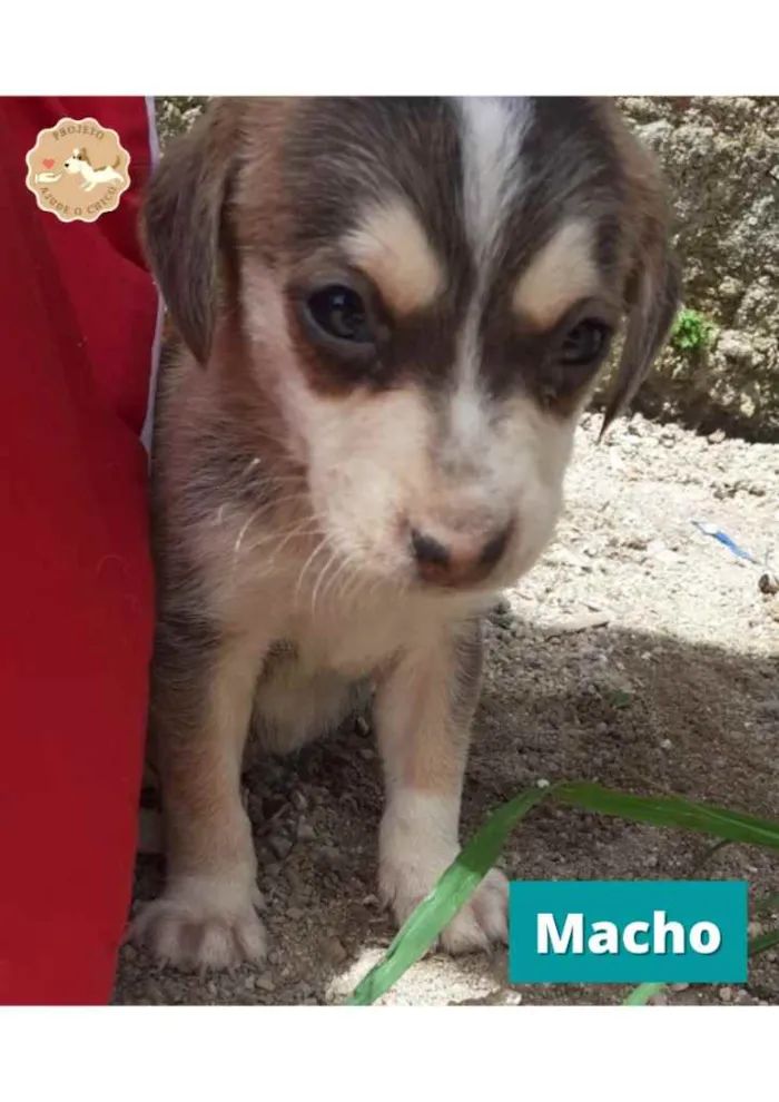 Cachorro ra a SRD idade Abaixo de 2 meses nome John
