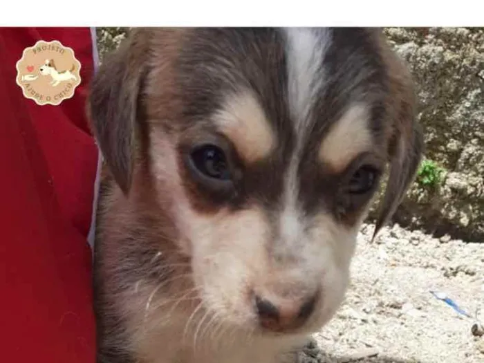 Cachorro ra a SRD idade Abaixo de 2 meses nome John