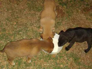 Cachorro raça Sem raça definida|Pitbull+Husk idade Abaixo de 2 meses nome A critério do dono