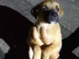 A critério do dono