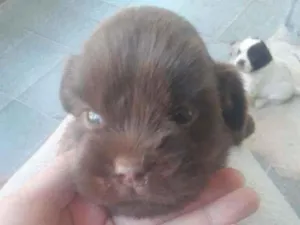 Cachorro raça  idade Abaixo de 2 meses nome Donatello 