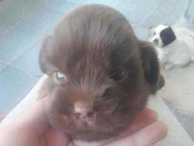 Cachorro ra a  idade Abaixo de 2 meses nome Donatello 