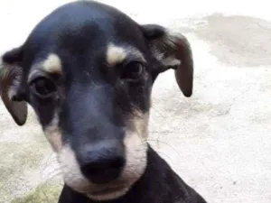 Cachorro raça Vira lata idade 7 a 11 meses nome Rap e menina