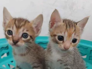 Gato raça Não definida idade Abaixo de 2 meses nome Sem nome