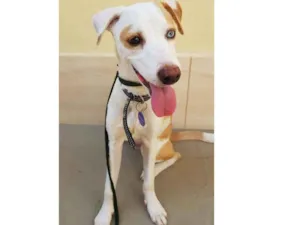 Cachorro raça SRD idade 1 ano nome Luca