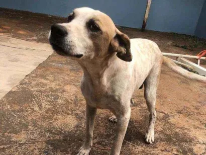 Cachorro raça Não Definida idade 6 ou mais anos nome Bidu