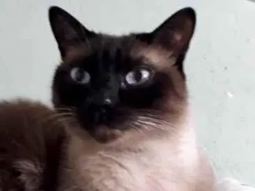 Gato raça Siamês  idade 1 ano nome Nick siamês lindo 