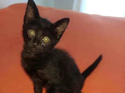 Gato raça De rus idade 2 a 6 meses nome Não tem
