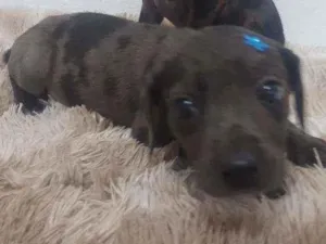 Cachorro raça Vira lata idade 2 a 6 meses nome Nicolas e lila