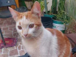 Gato raça Sem raça definida  idade 1 ano nome Samuel 