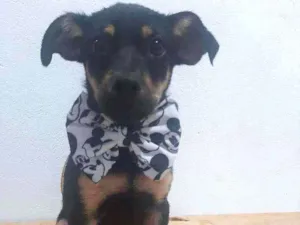 Cachorro raça Vira lata idade 2 a 6 meses nome Estrada 