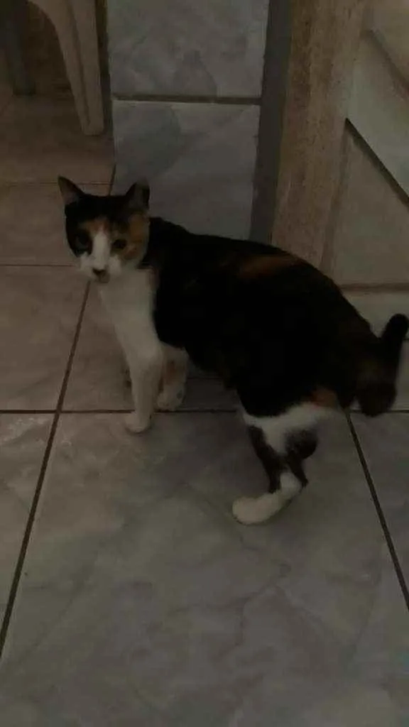 Gato raça SRD idade  nome Leona