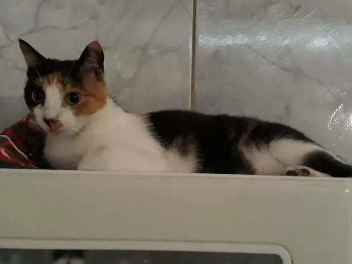 Gato raça SRD idade  nome Leona