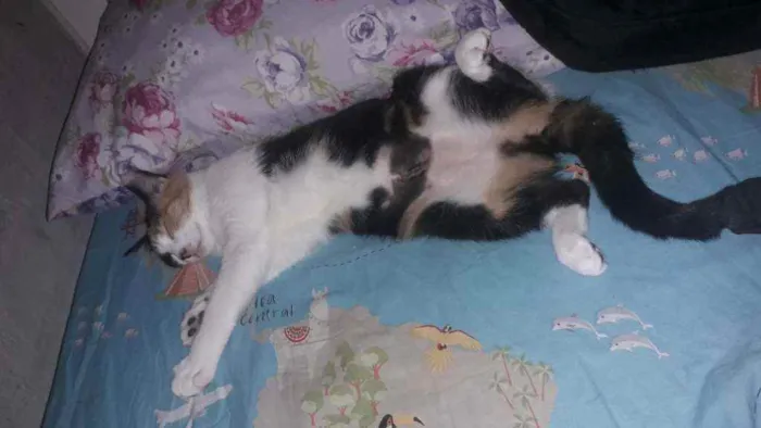 Gato raça SRD idade  nome Leona