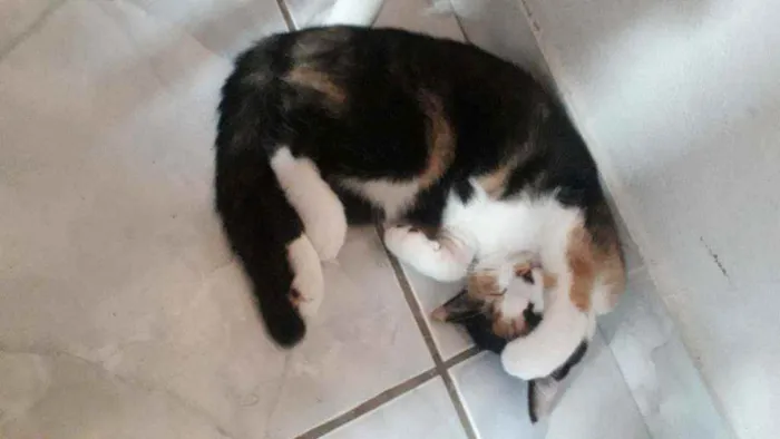 Gato raça SRD idade  nome Leona