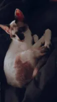 Lua