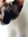 Lua