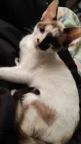 Lua