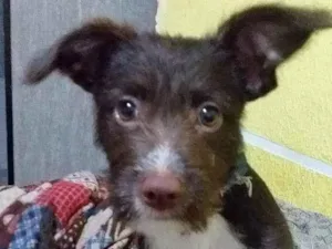 Cachorro raça Vira lata idade 1 ano nome Snoop
