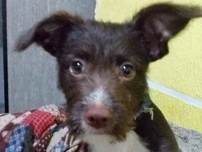 Cachorro raça Vira lata idade 1 ano nome Snoop