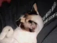 Lua
