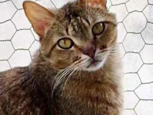 Gato raça Srd  idade 2 anos nome Ruivo 