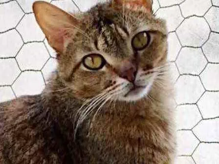 Gato raça Srd  idade 2 anos nome Ruivo 